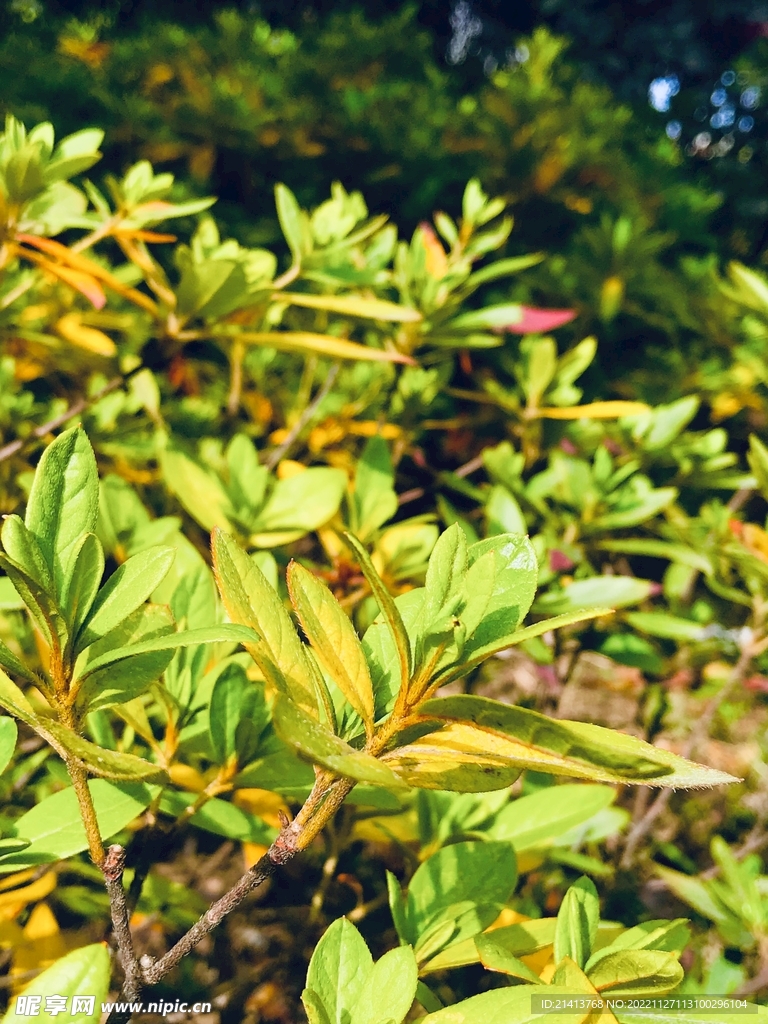 清新绿植植物