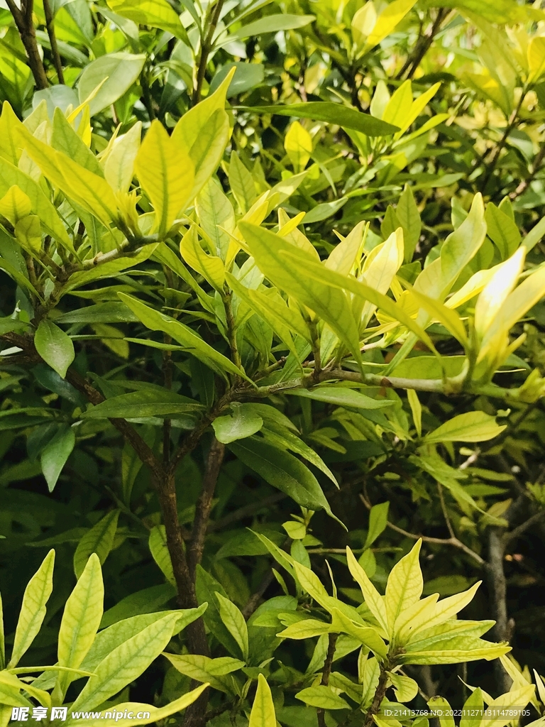 清新绿植植物 