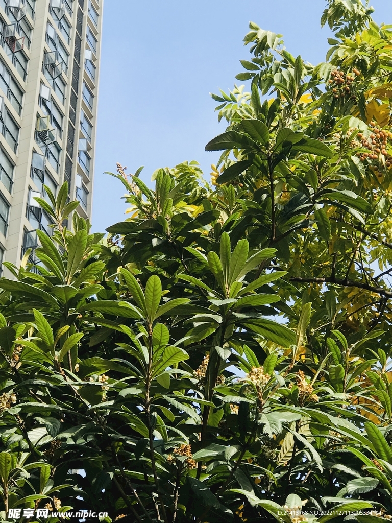 清新绿植植物 