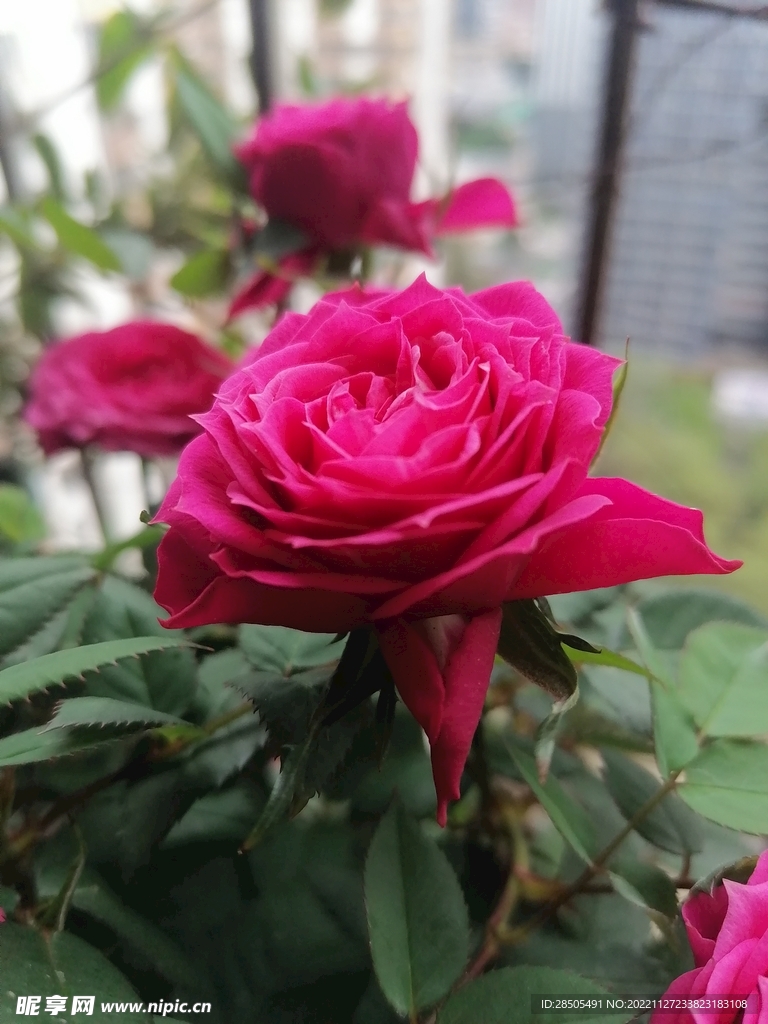 月季花