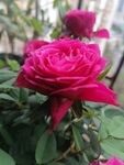 月季花