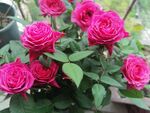 月季花