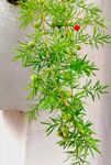 装饰花草