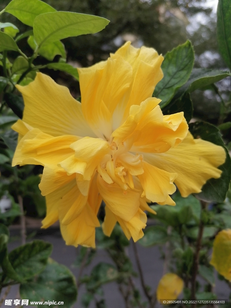 花朵