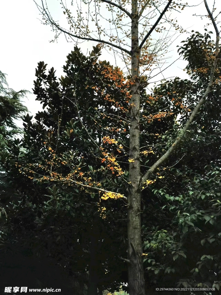 秋