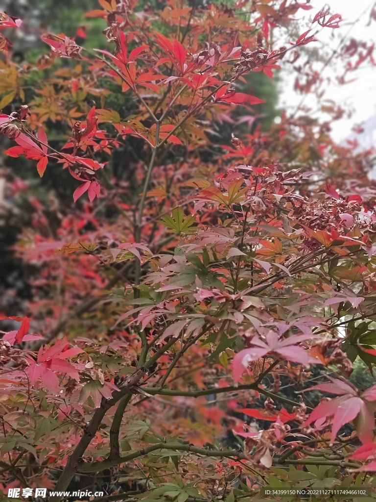 美丽毛鸡爪槭