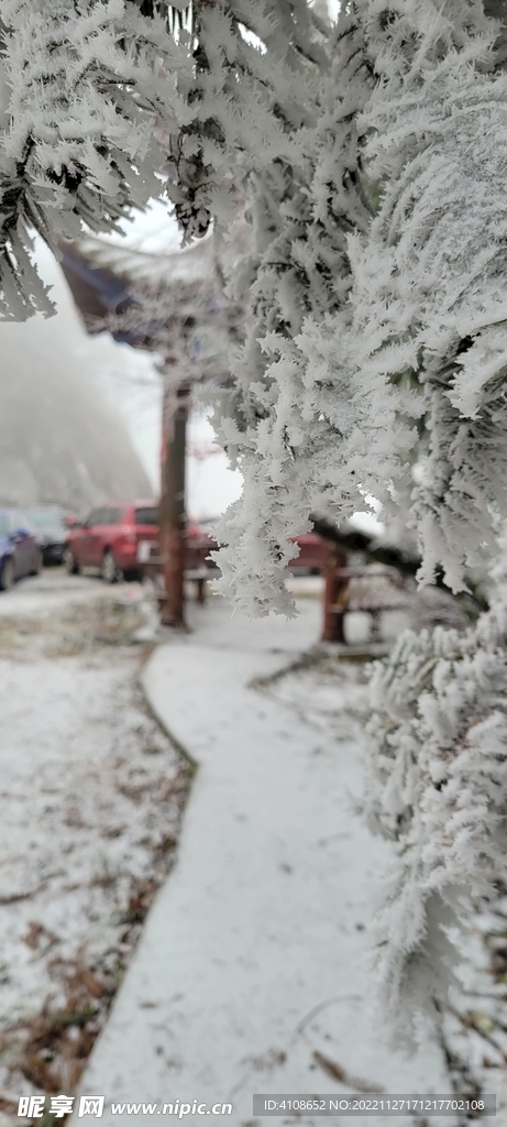 大雪压青松