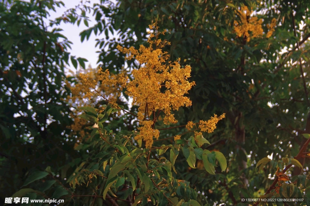 桂花