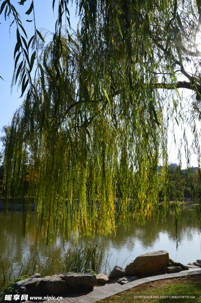 垂柳风景 