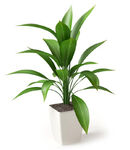 C4D模型 绿色植物 