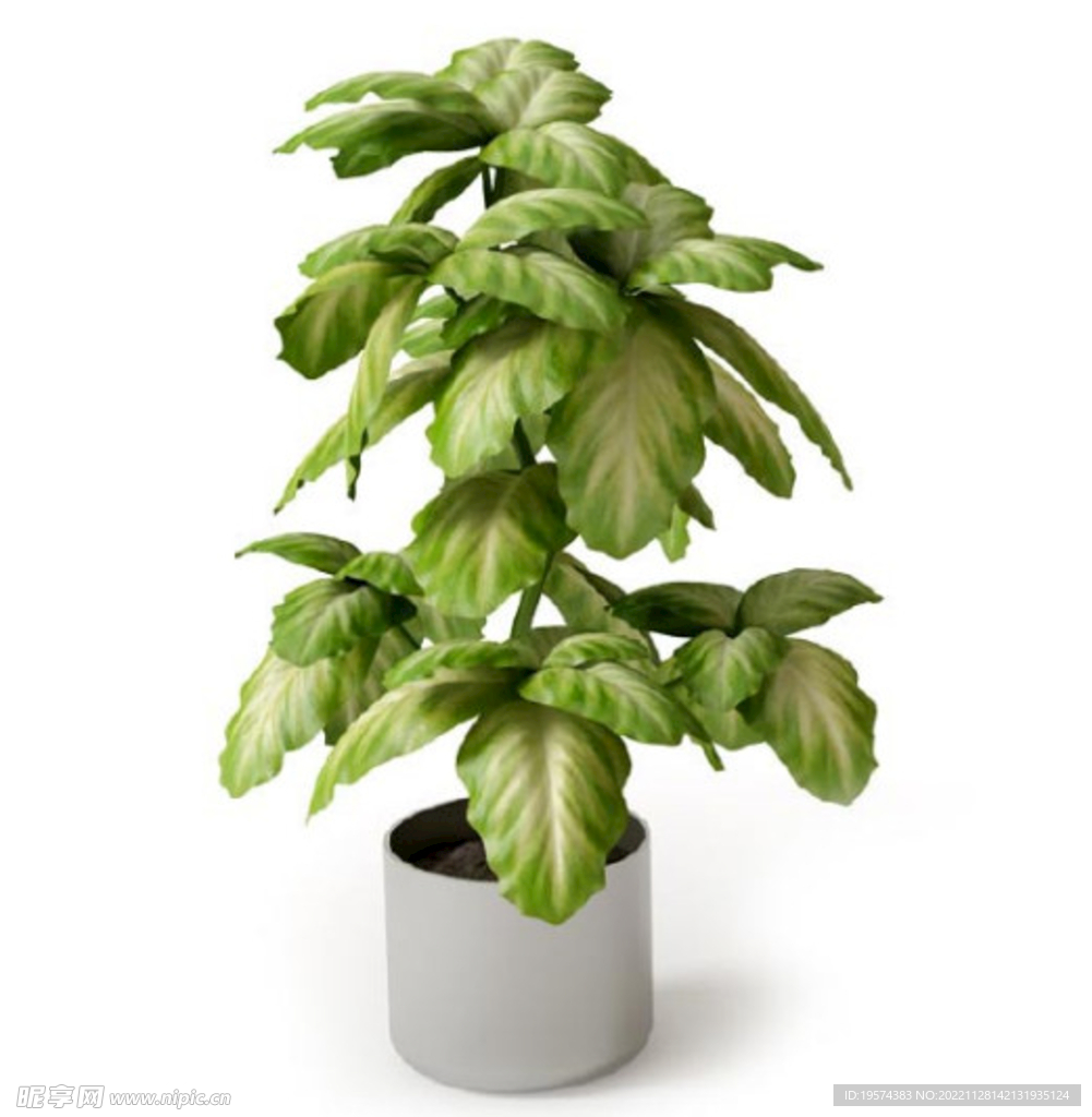 C4D模型 绿色植物 