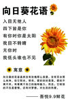 向日葵花语