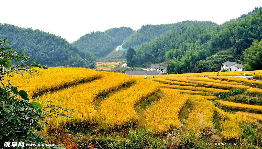 崇义上堡梯田风光