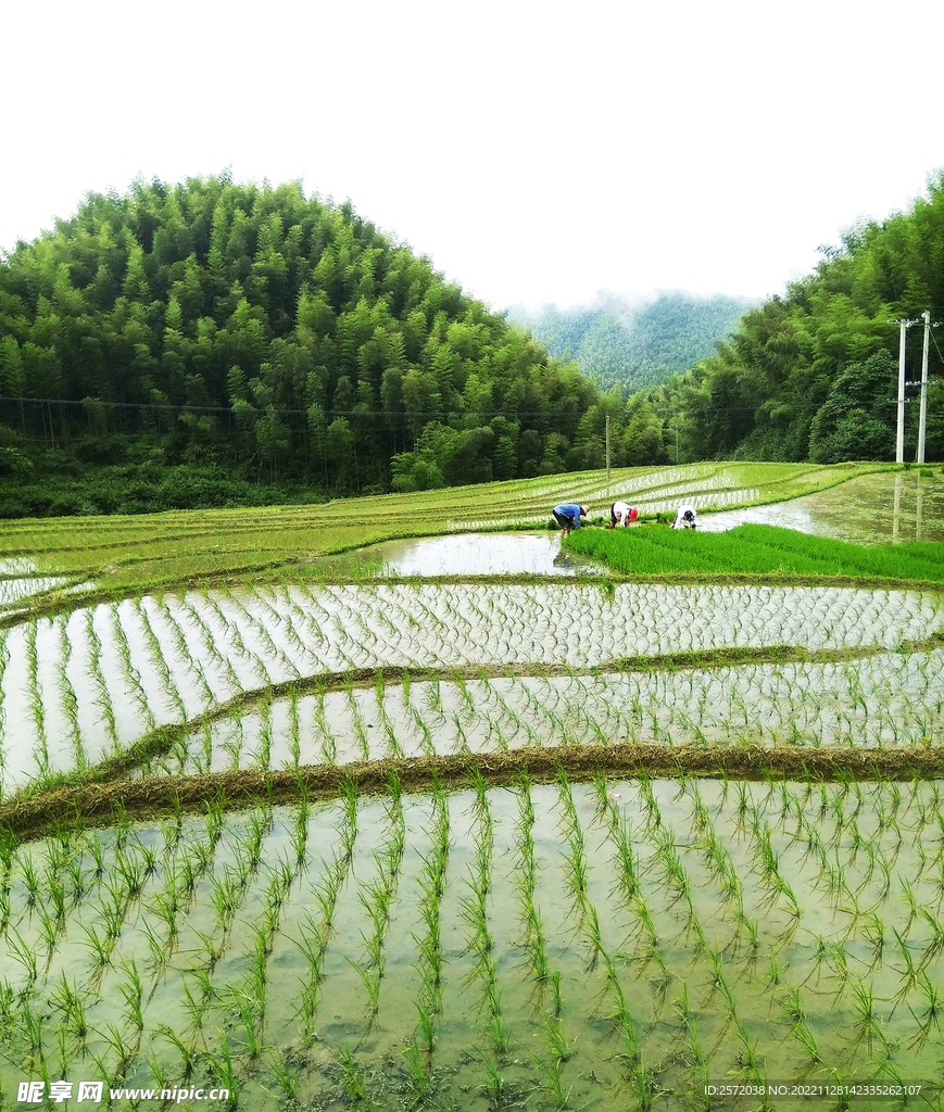 崇义上堡梯田风光