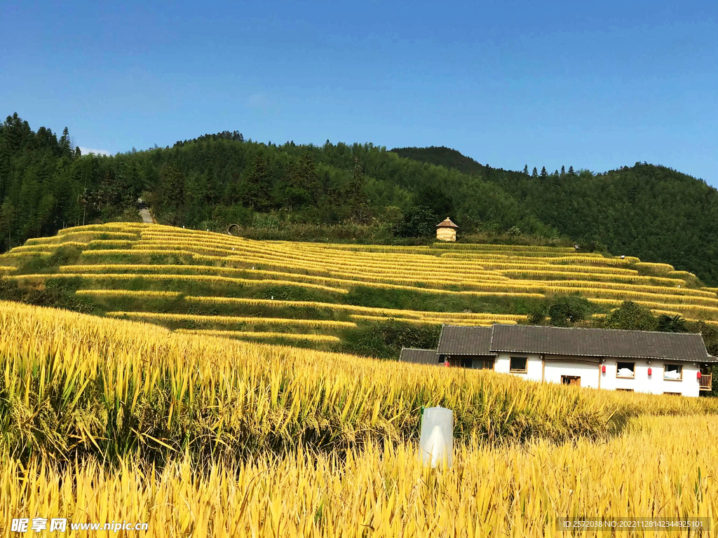 崇义上堡梯田风光