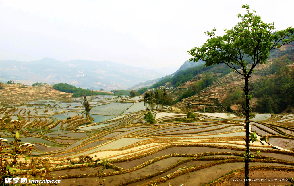 元阳哈尼梯田风光