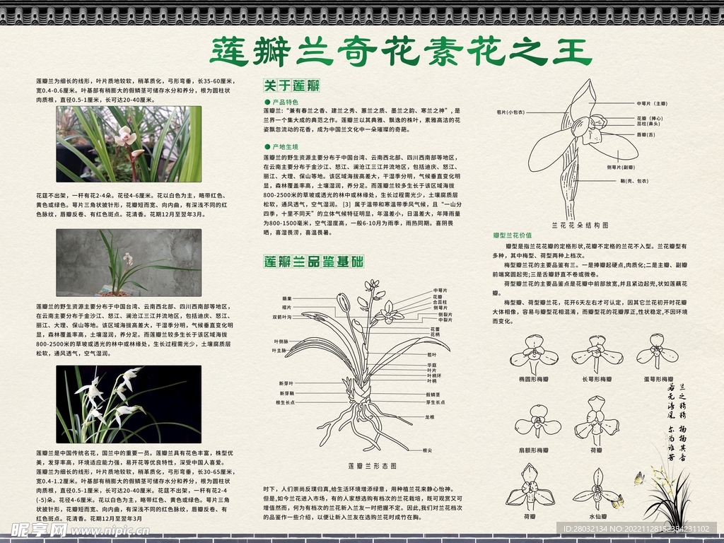  莲瓣兰