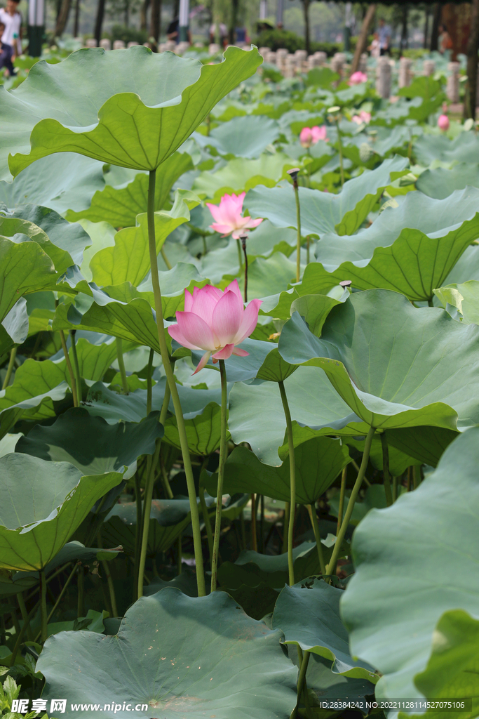 荷花
