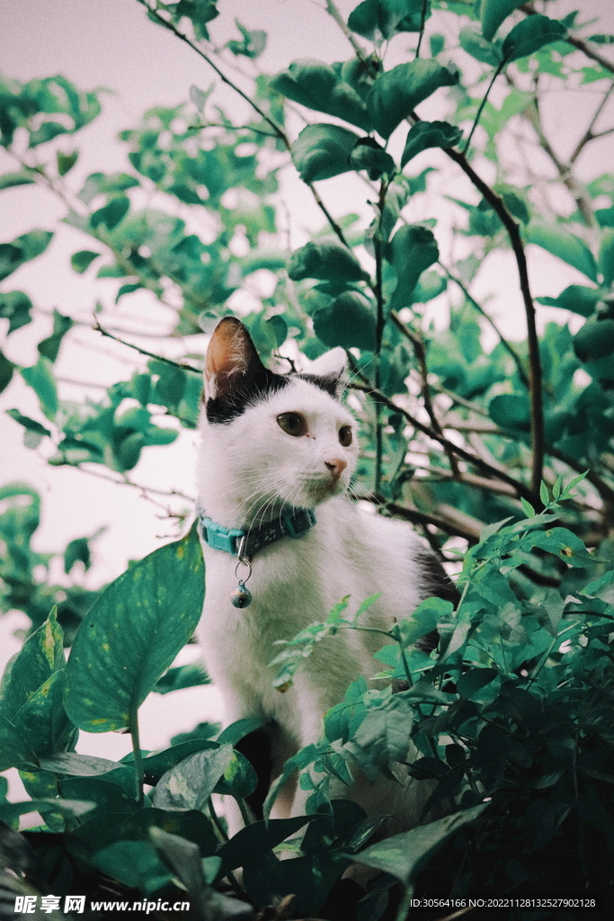 猫咪