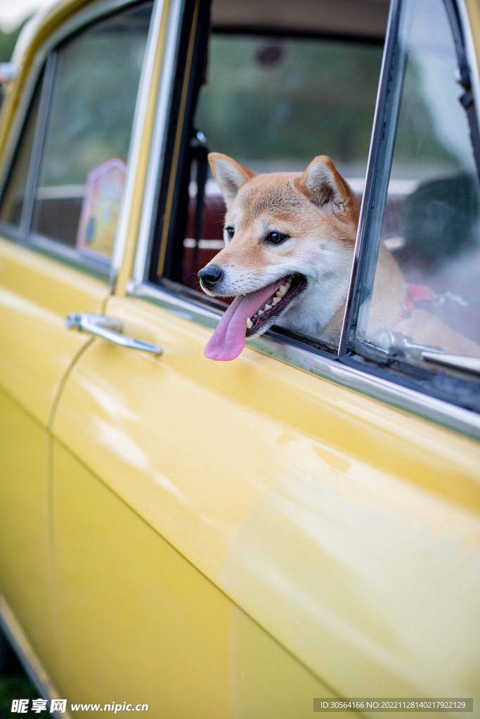 秋田犬