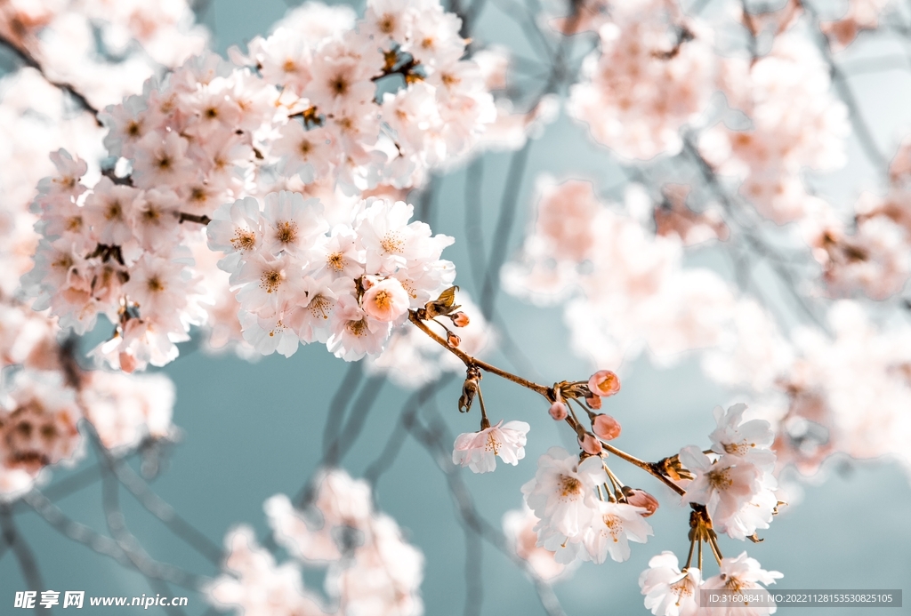 樱花