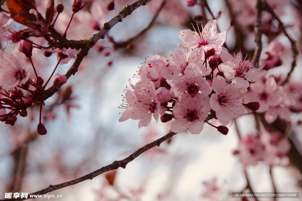 樱花 