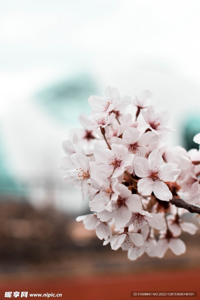 樱花 
