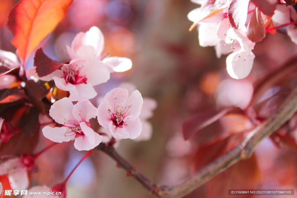 樱花 