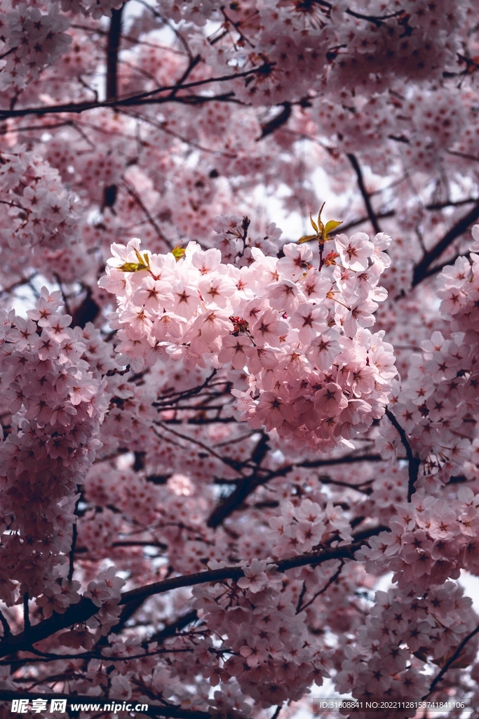 樱花