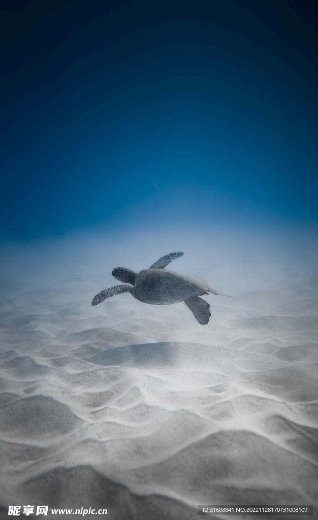 海龟 