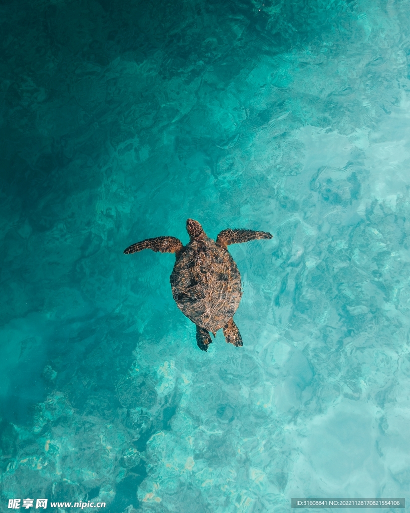 海龟 