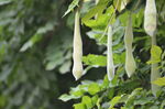 葛藤豆荚
