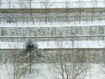 瑞雪兆丰年
