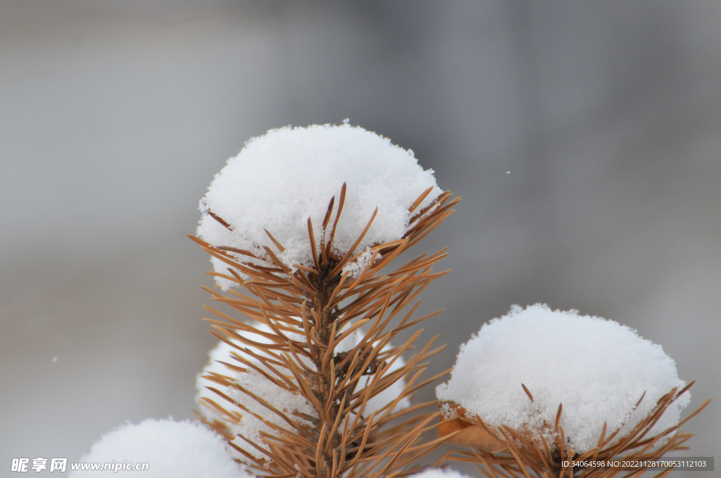 树枝白雪