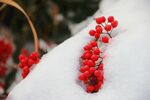 红果白雪