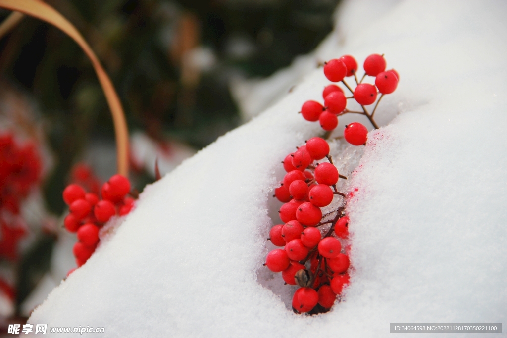 红果白雪