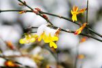 瑞雪迎春