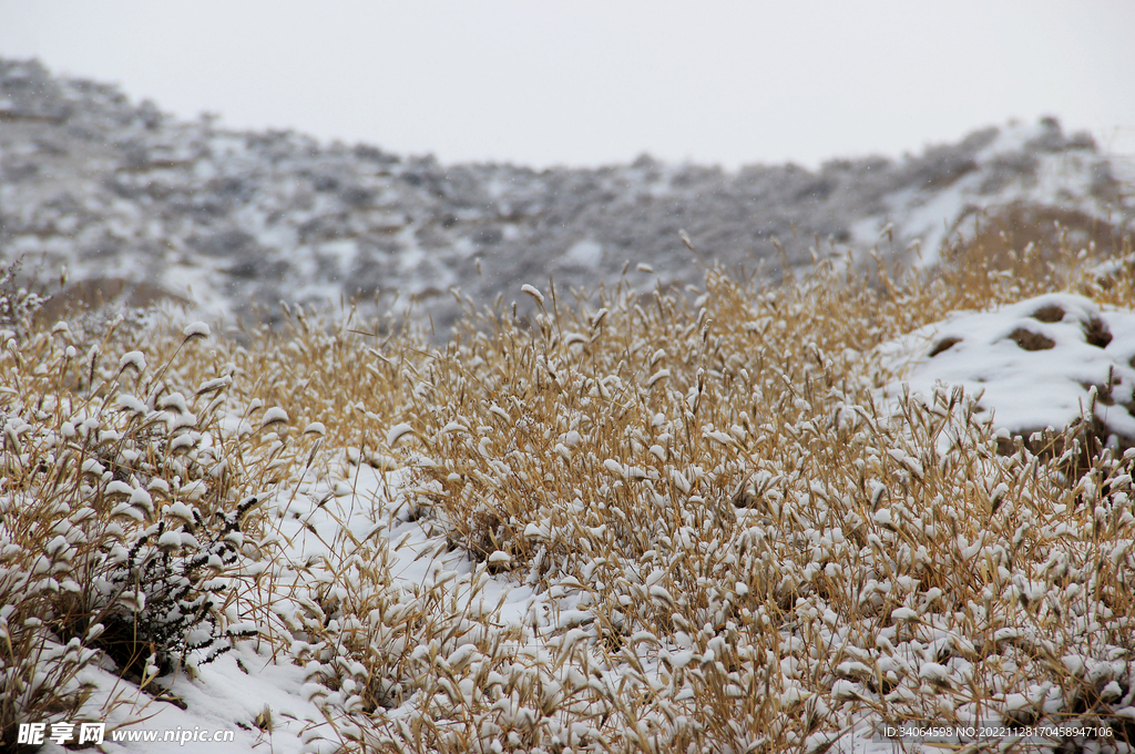 山野瑞雪