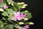 花朵花蕾