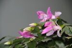 蟹爪兰花开