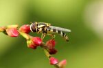 食蚜蝇高清图片