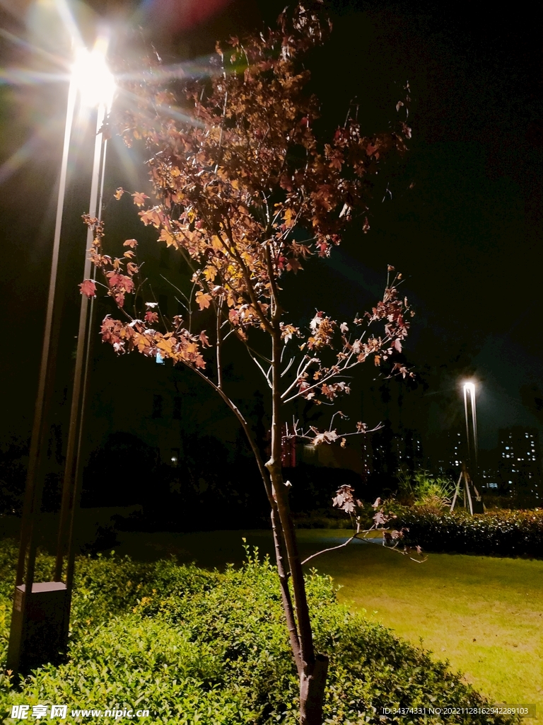 夜树