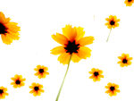 黄色素描花朵  矢量 花卉
