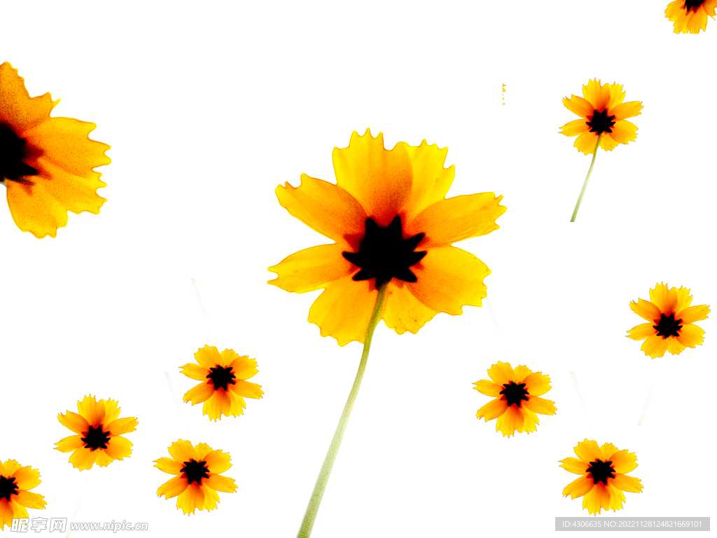 黄色素描花朵  矢量 花卉