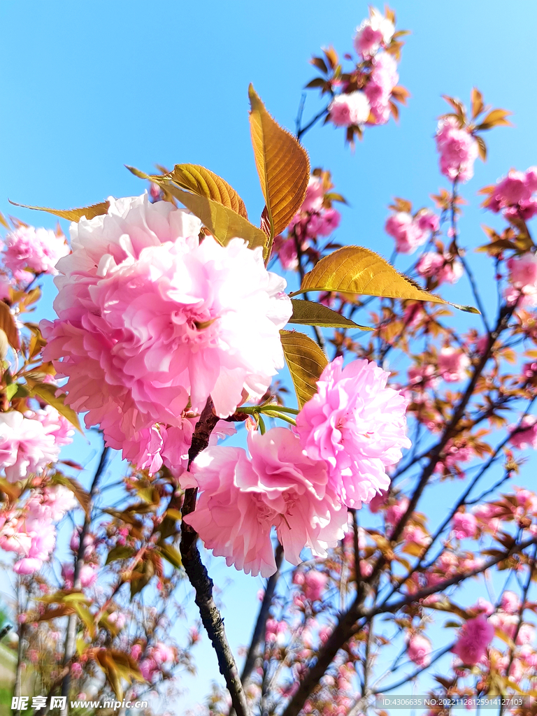 桃花朵朵开