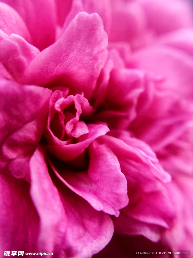 月季花