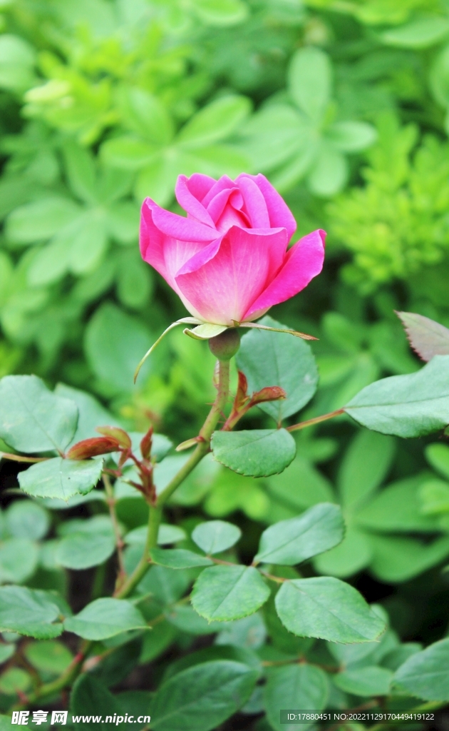 月季花