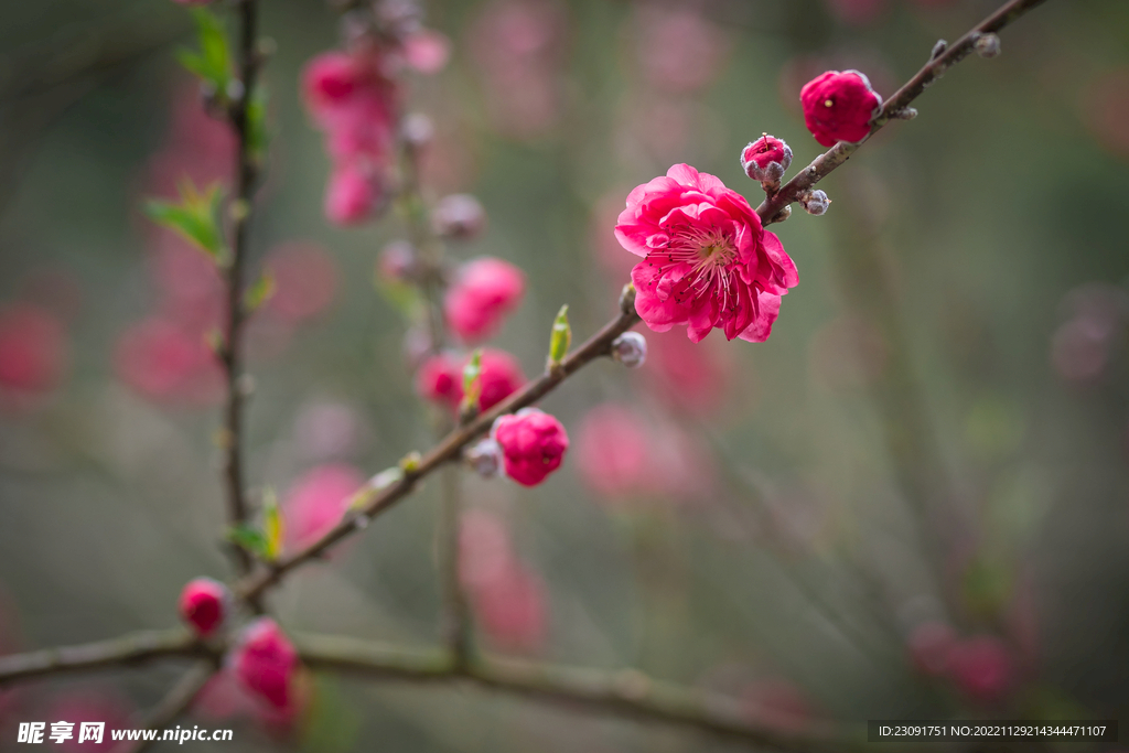 桃花