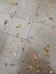秋雨落叶