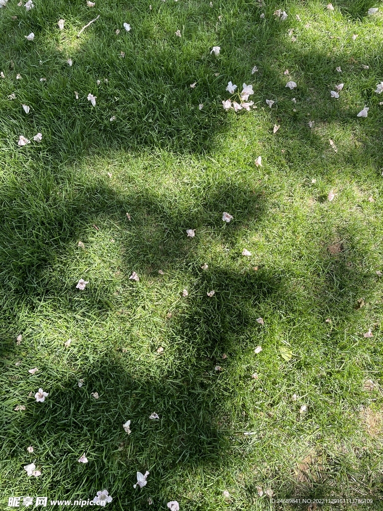 草地